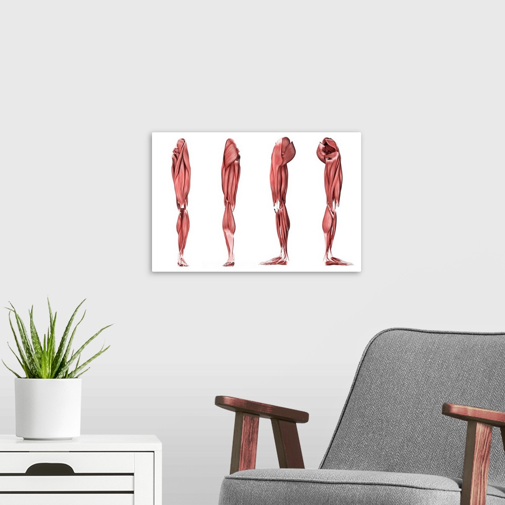 A modern room featuring Medical illustration of human leg muscles, four side views.