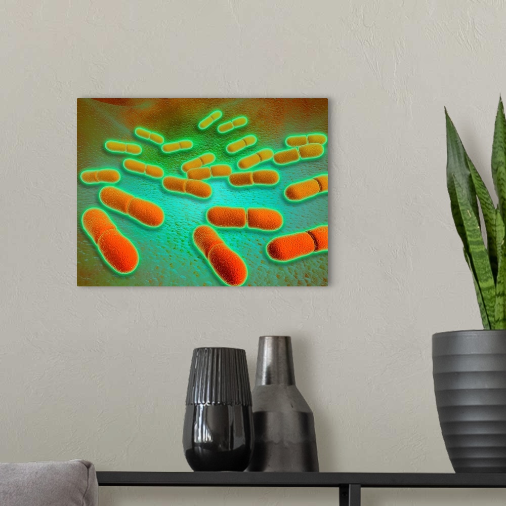 A modern room featuring Microscopic view of Listeria monocytogenes. Listeria monocytogenes is the causative agent of the ...
