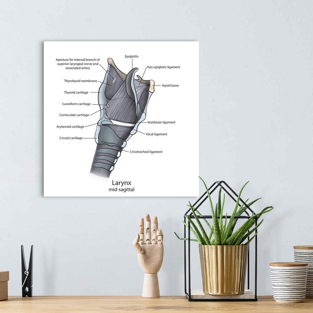 A bohemian room featuring Mid-sagittal larynx anatomy with annotations.
