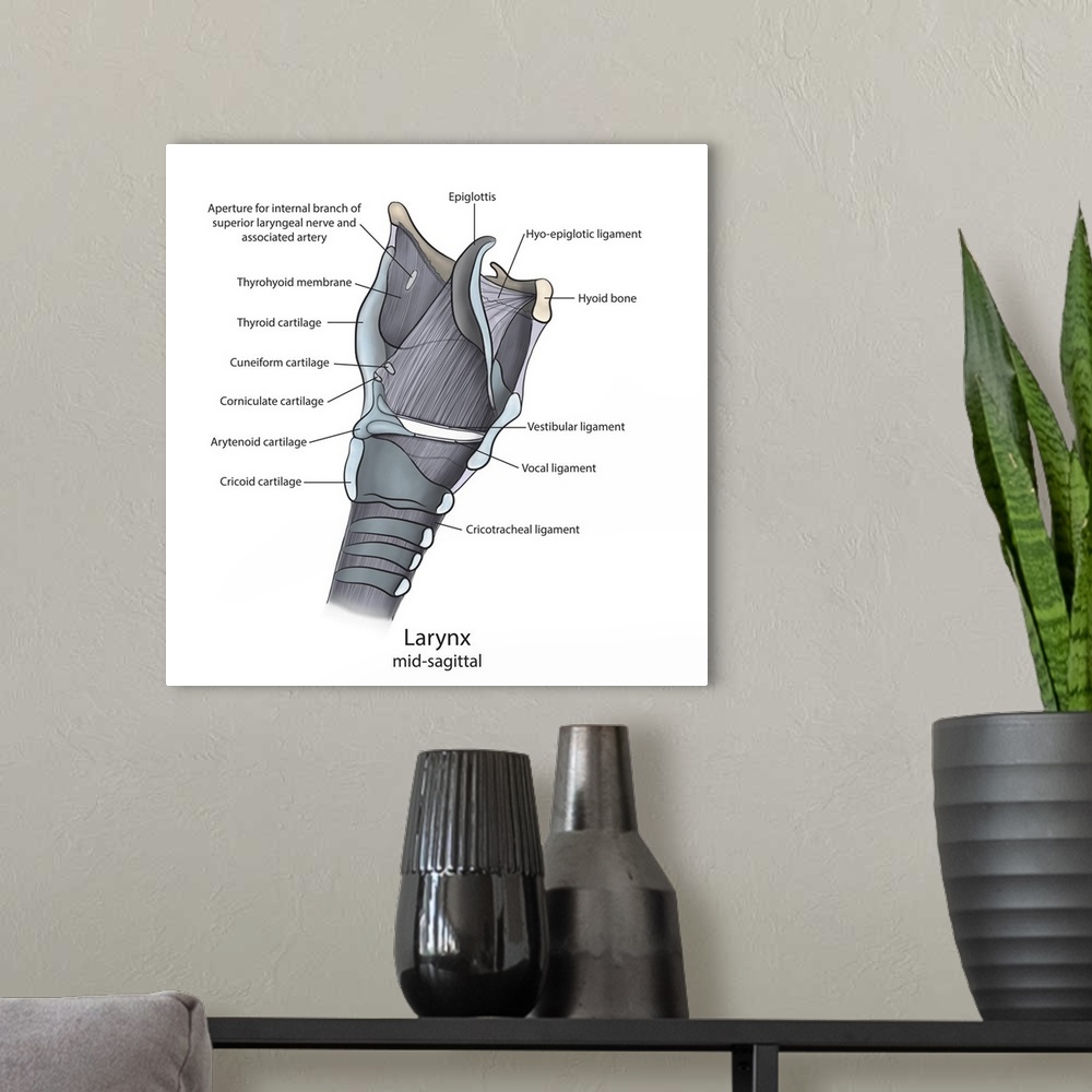 A modern room featuring Mid-sagittal larynx anatomy with annotations.