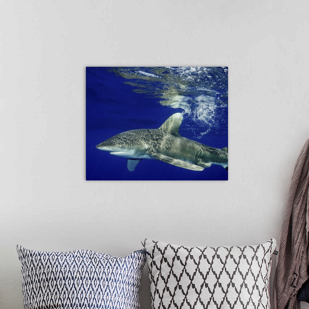 A bohemian room featuring Oceanic whitetip shark with reflection, Cat Island, Bahamas.