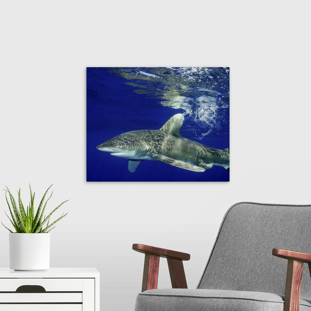 A modern room featuring Oceanic whitetip shark with reflection, Cat Island, Bahamas.