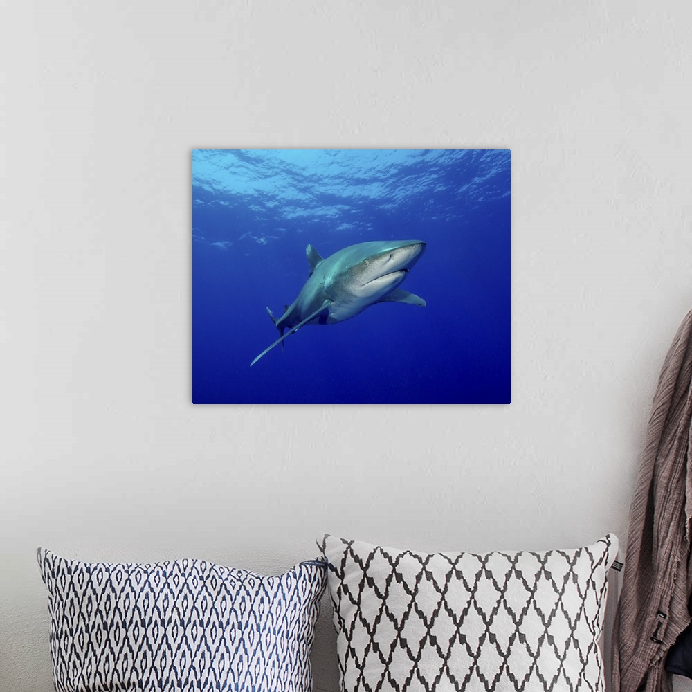 A bohemian room featuring Oceanic whitetip shark, Cat Island, Bahamas.