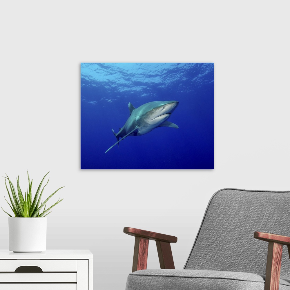 A modern room featuring Oceanic whitetip shark, Cat Island, Bahamas.