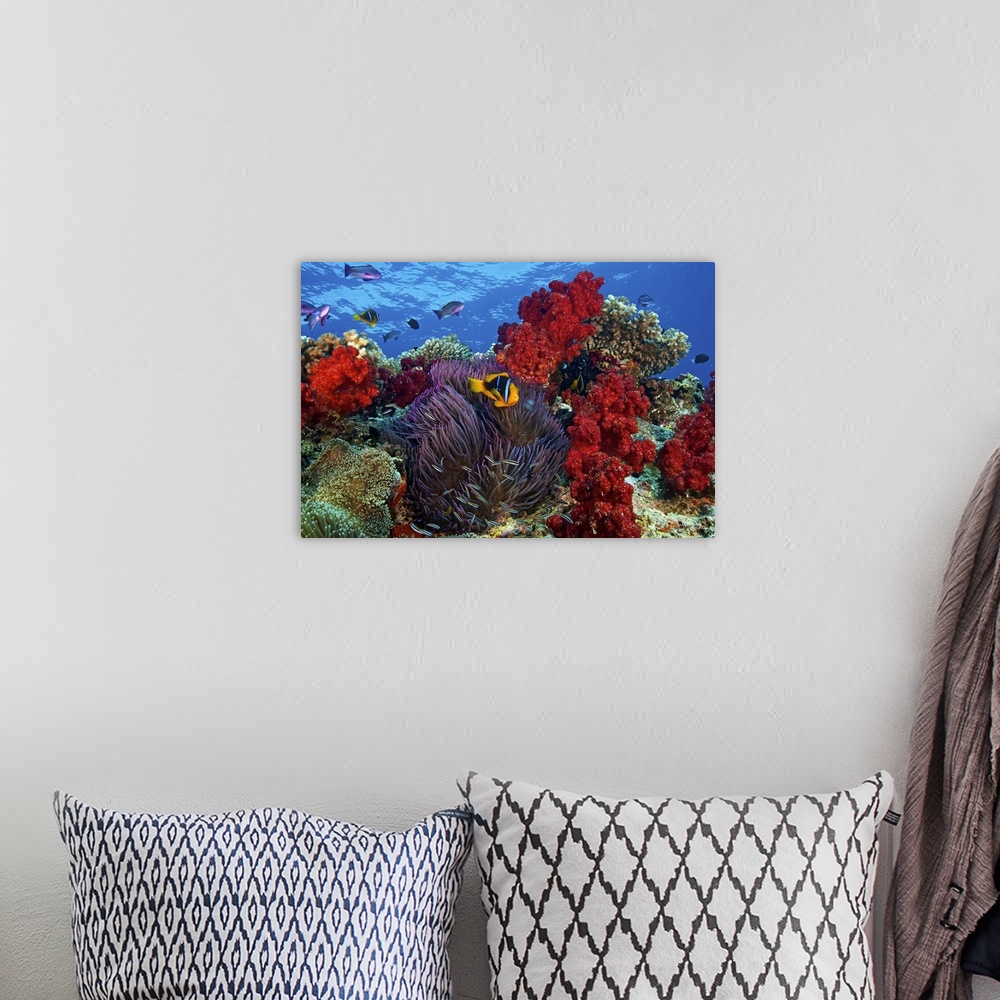 A bohemian room featuring An underwater photograph taken of a clown fish as it swims in front of colorful reefs and ocean v...