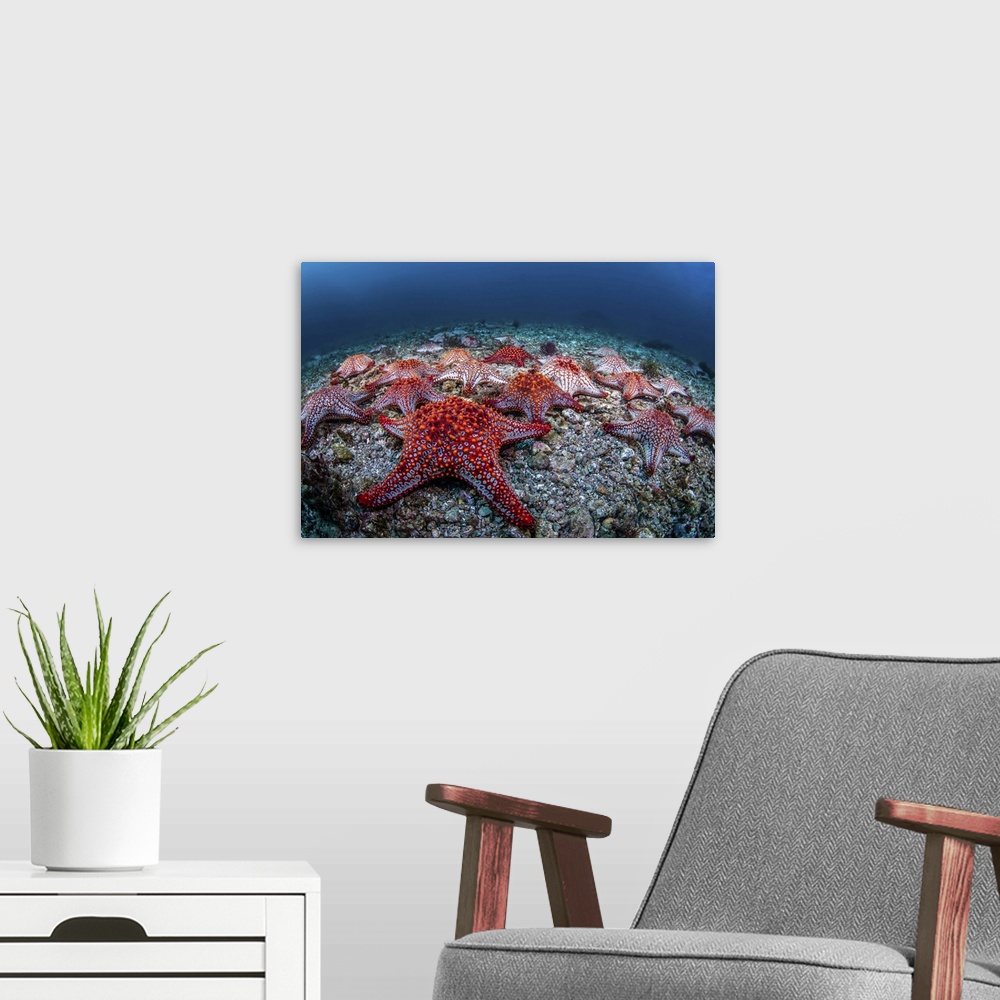 A modern room featuring Panamic cushion stars (Pentaceraster cumingi), gather on the sea floor, Sea of Cortez.