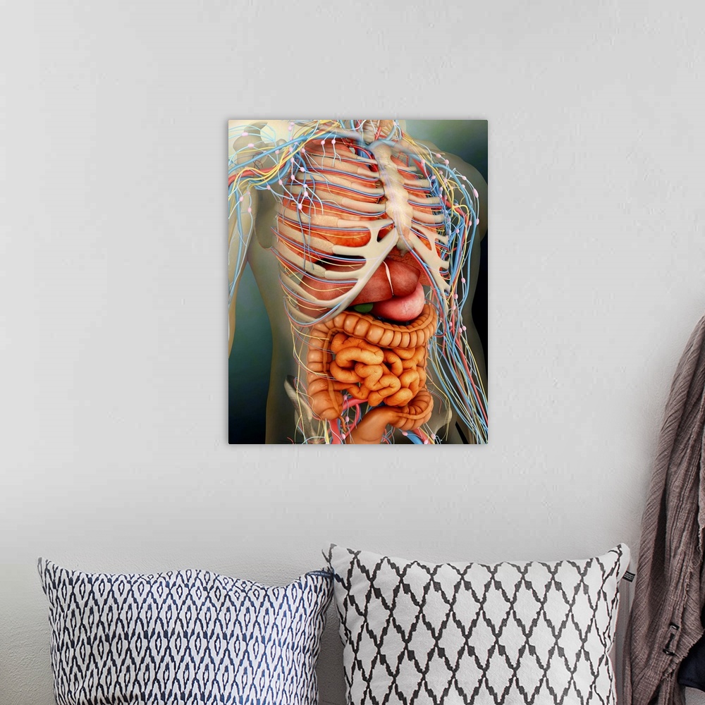 A bohemian room featuring Perspective view of human body, whole organs and bones.