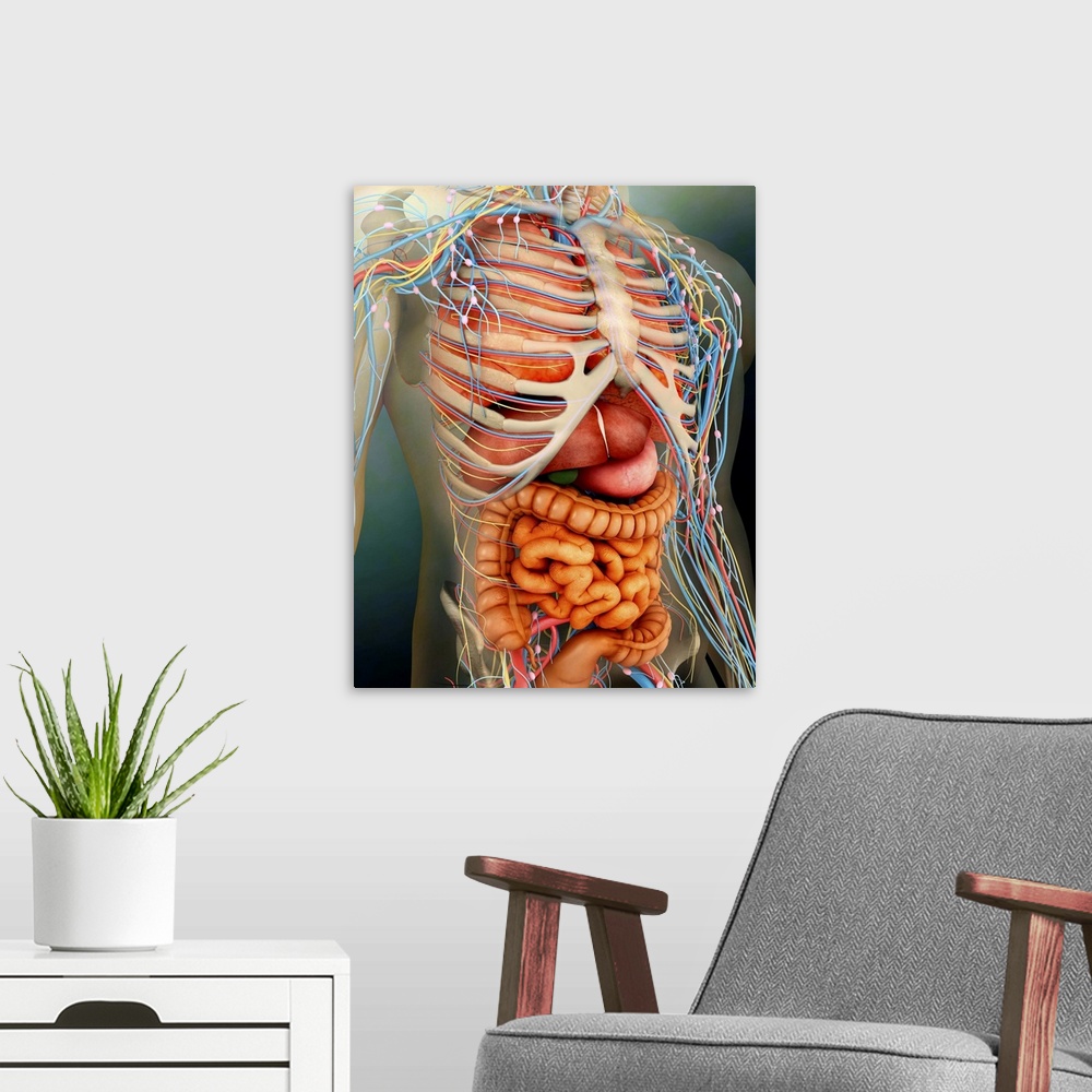 A modern room featuring Perspective view of human body, whole organs and bones.