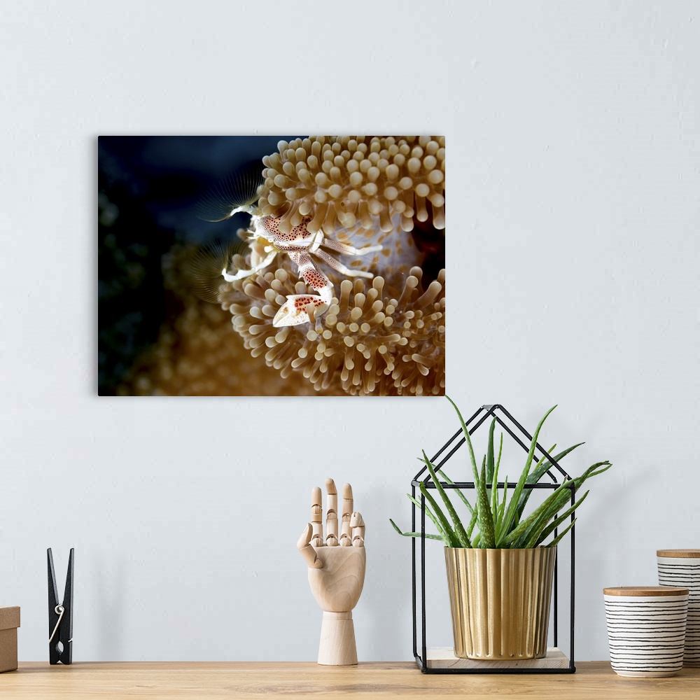 A bohemian room featuring Porcelain crab in anemone, Yap, Micronesia.