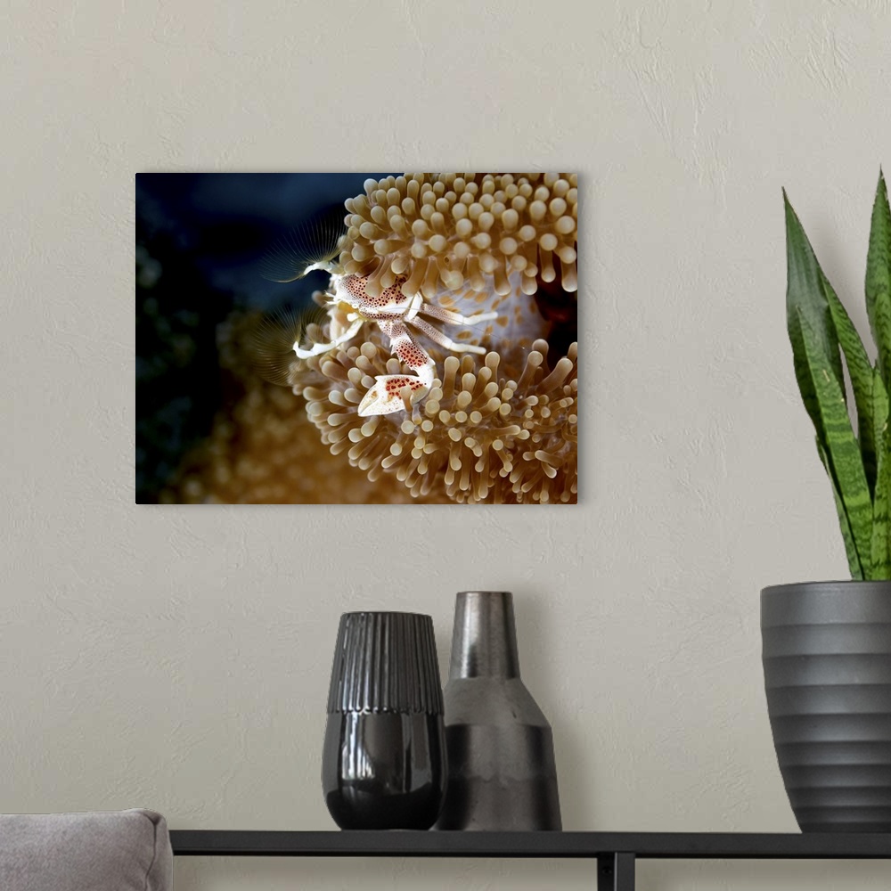 A modern room featuring Porcelain crab in anemone, Yap, Micronesia.