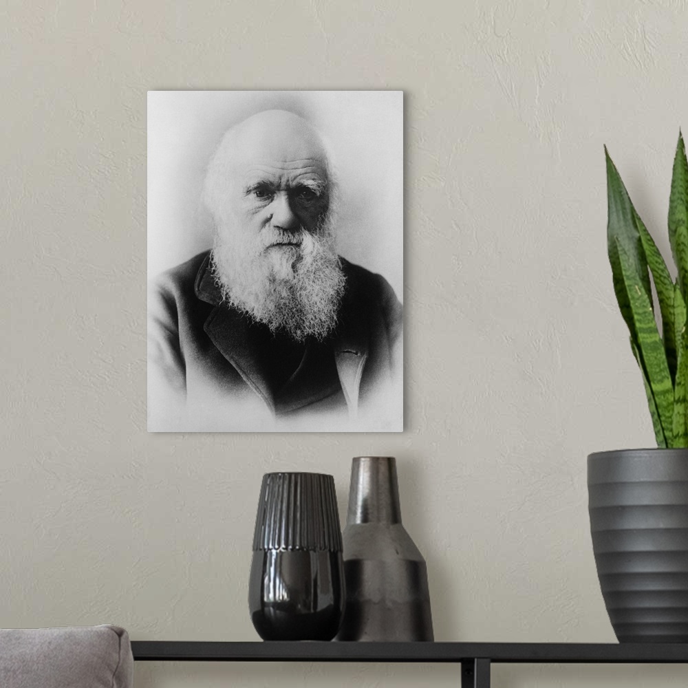 A modern room featuring Portrait of Charles Darwin, dated 1879.