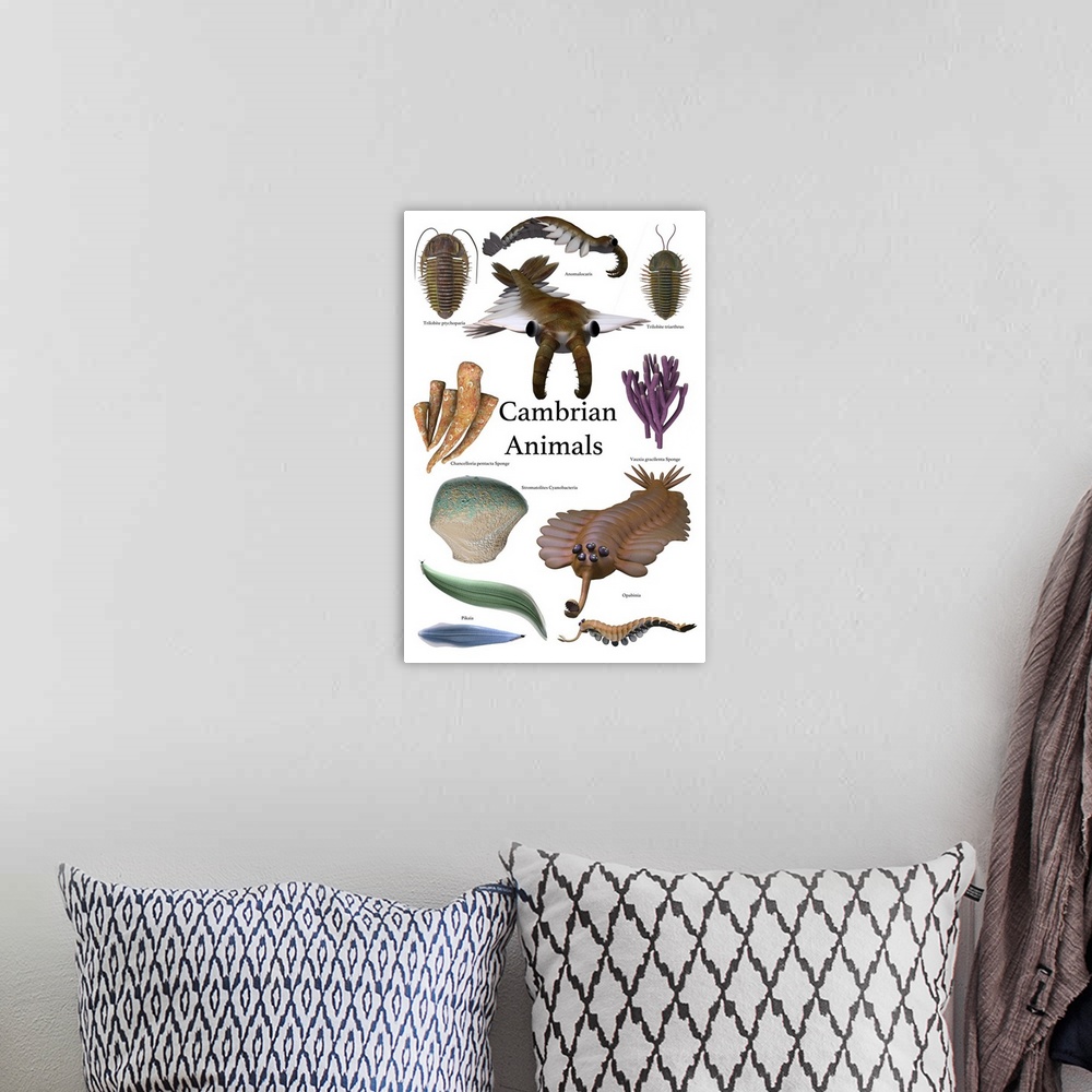 A bohemian room featuring Poster of prehistoric animals during the Cambrian period.