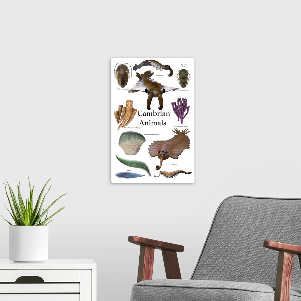 A modern room featuring Poster of prehistoric animals during the Cambrian period.