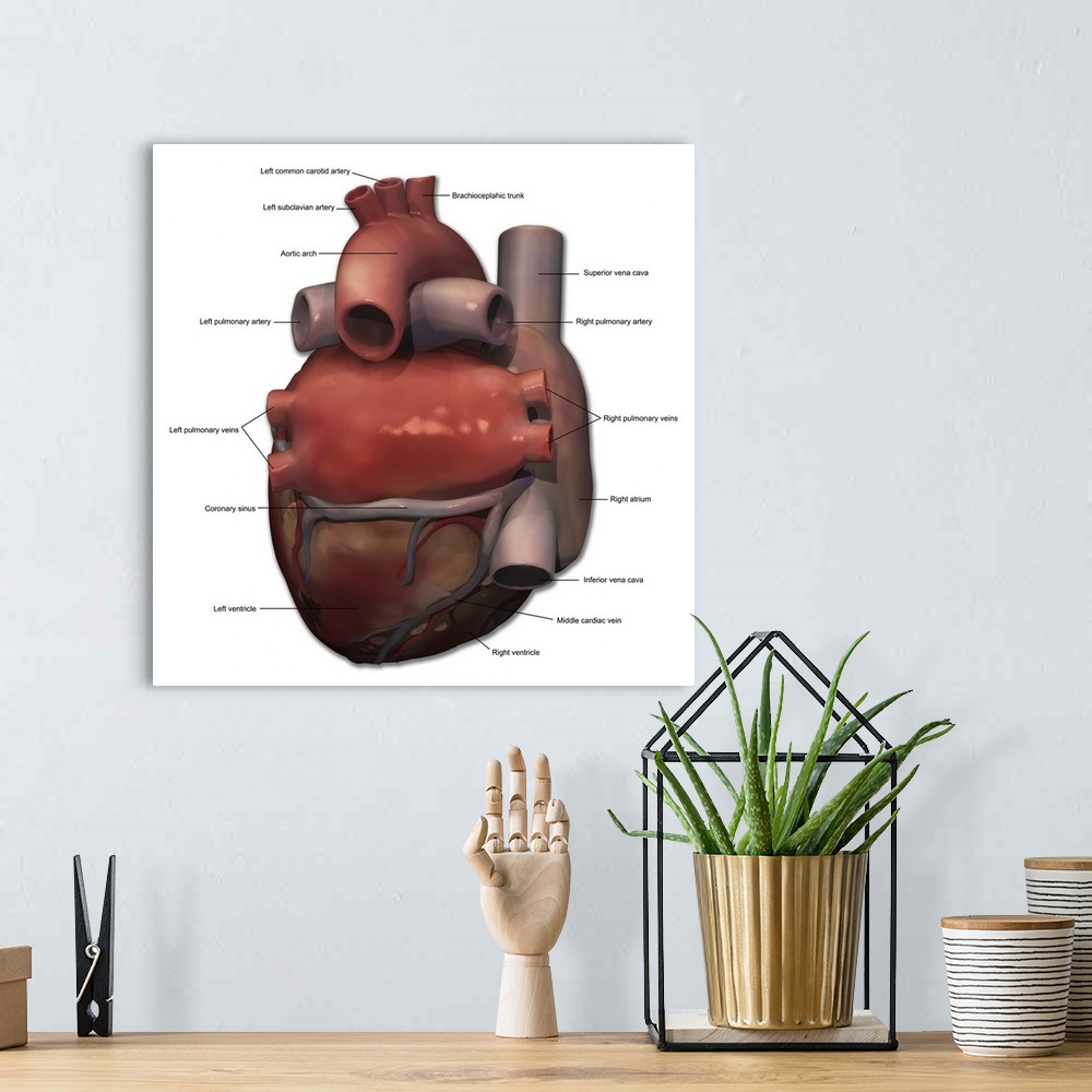 A bohemian room featuring Posterior view of human heart anatomy with annotations.