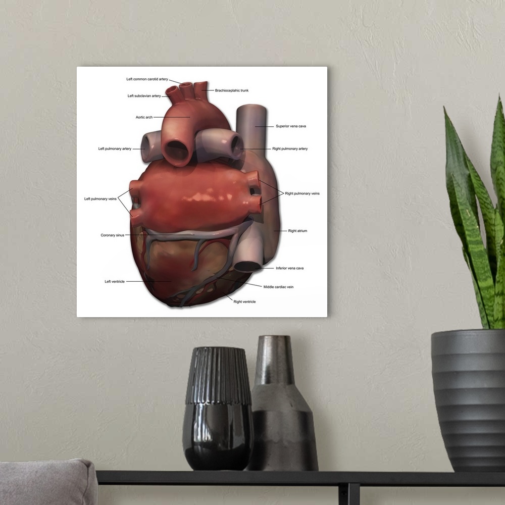 A modern room featuring Posterior view of human heart anatomy with annotations.