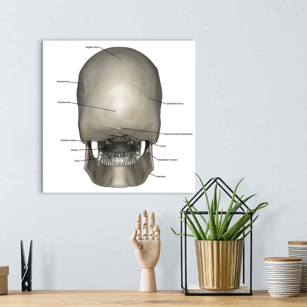 A bohemian room featuring Posterior view of human skull anatomy with annotations.