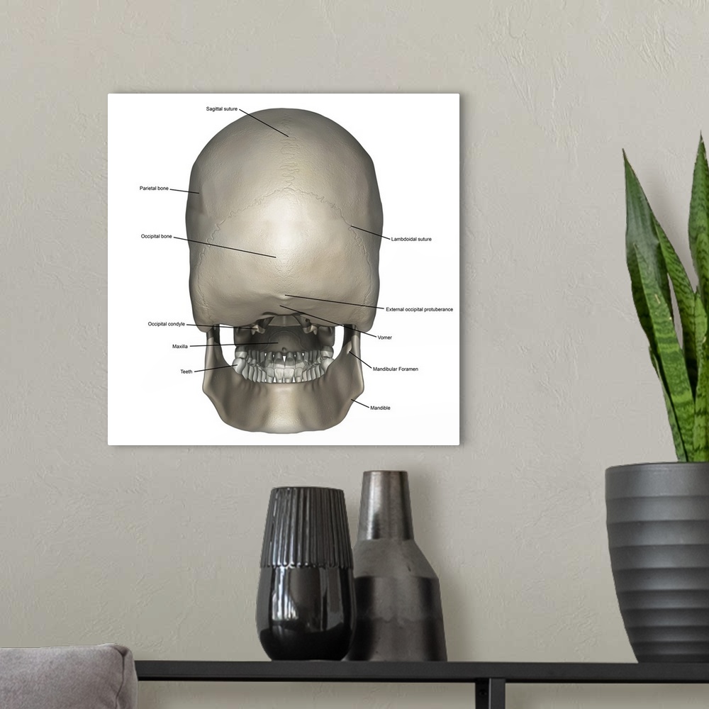 A modern room featuring Posterior view of human skull anatomy with annotations.