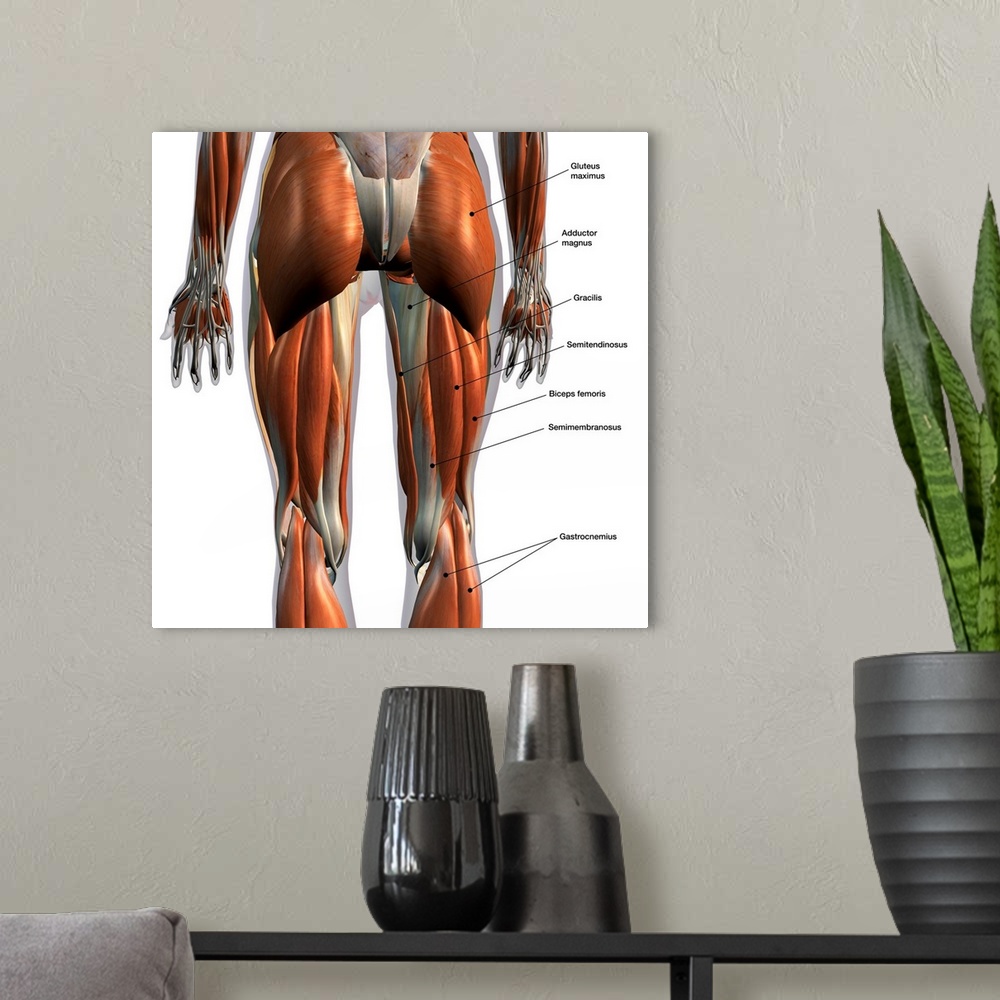 A modern room featuring Rear view of leg muscles on white background, with labels.