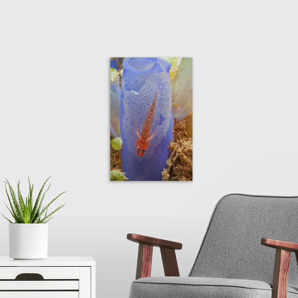 A modern room featuring Red goby with a clutch of eggs on a blue tunicate, Bali, Indonesia.