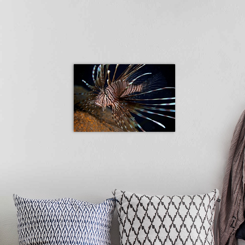 A bohemian room featuring Red Lionfish flares its deadly spines as a warning to the photographer not to get any closer, Bon...