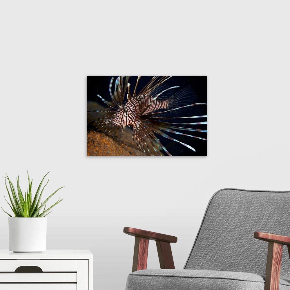 A modern room featuring Red Lionfish flares its deadly spines as a warning to the photographer not to get any closer, Bon...