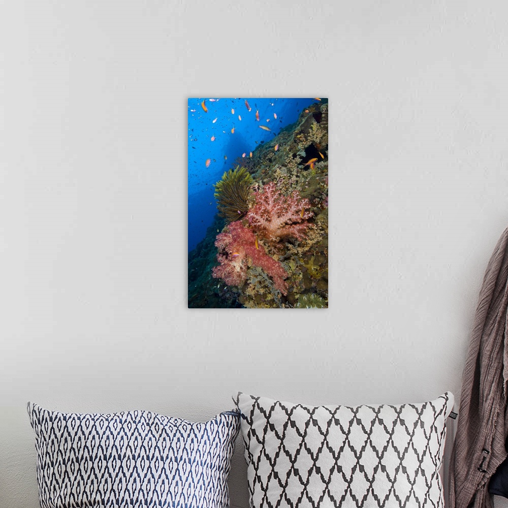 A bohemian room featuring Red soft coral with crinoid and anthias fish, Papua New Guinea.