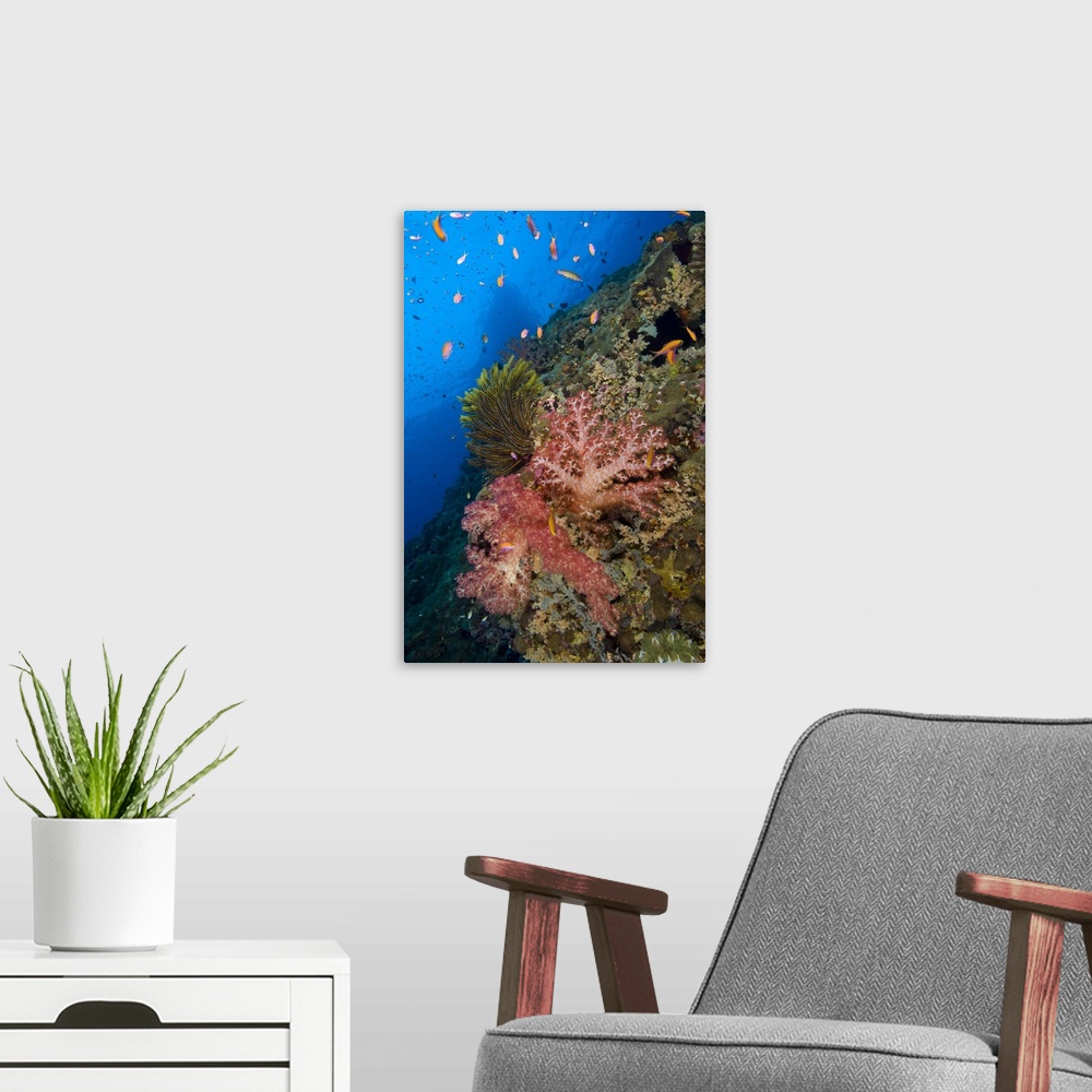 A modern room featuring Red soft coral with crinoid and anthias fish, Papua New Guinea.