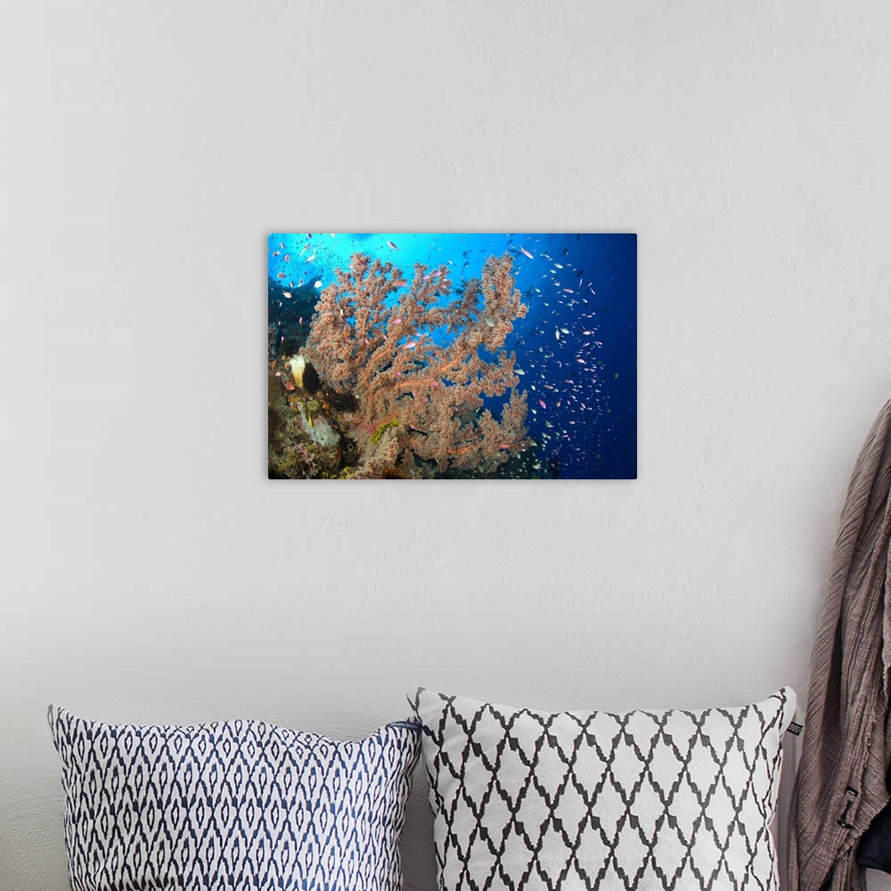 A bohemian room featuring Reef scene with sea fan, Papua New Guinea.