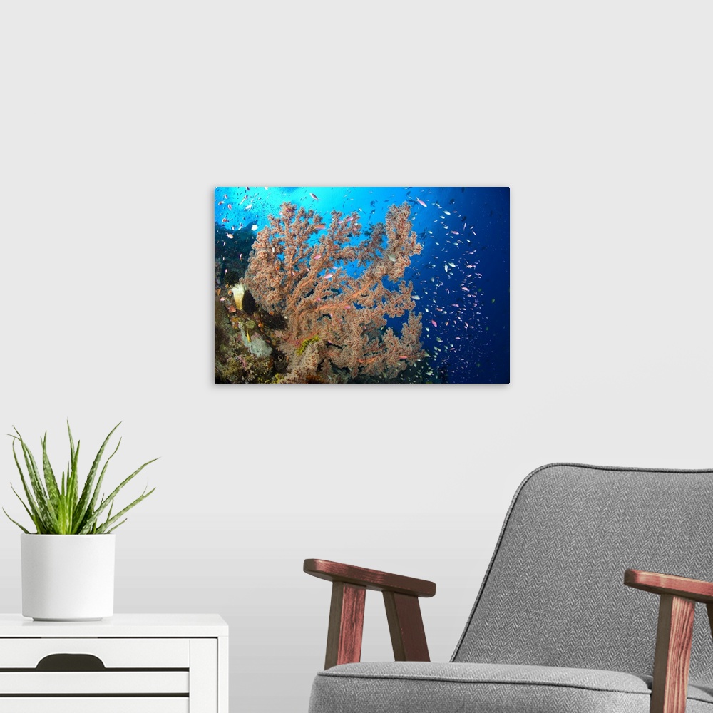 A modern room featuring Reef scene with sea fan, Papua New Guinea.
