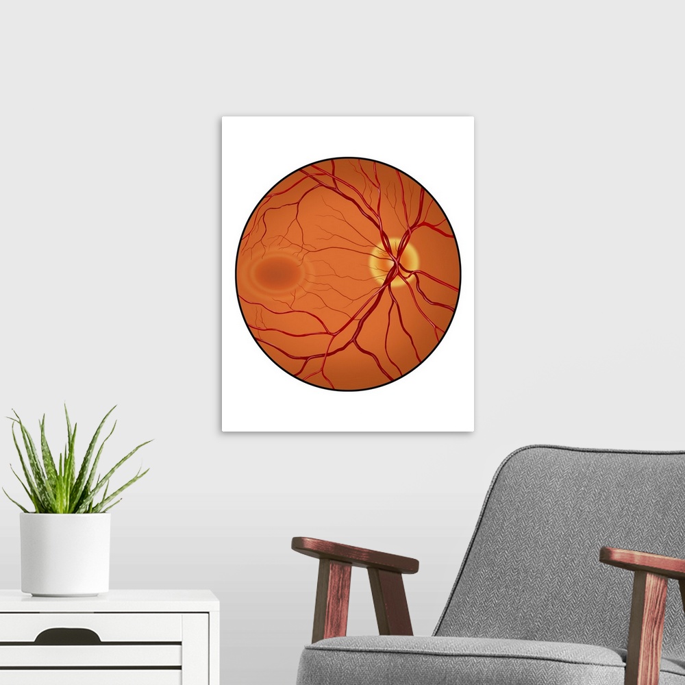 A modern room featuring Retina of a normal eye.