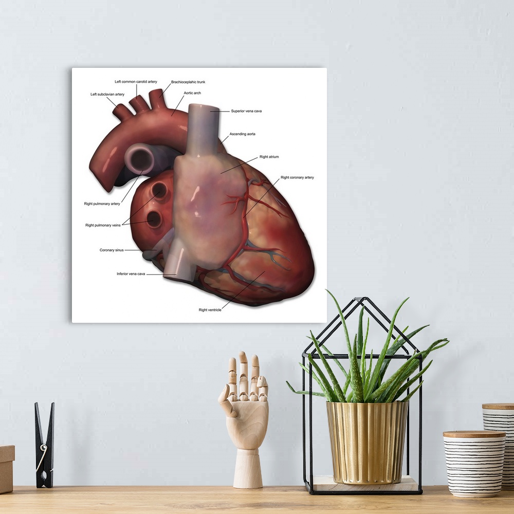 A bohemian room featuring Right lateral view of human heart anatomy with annotations.