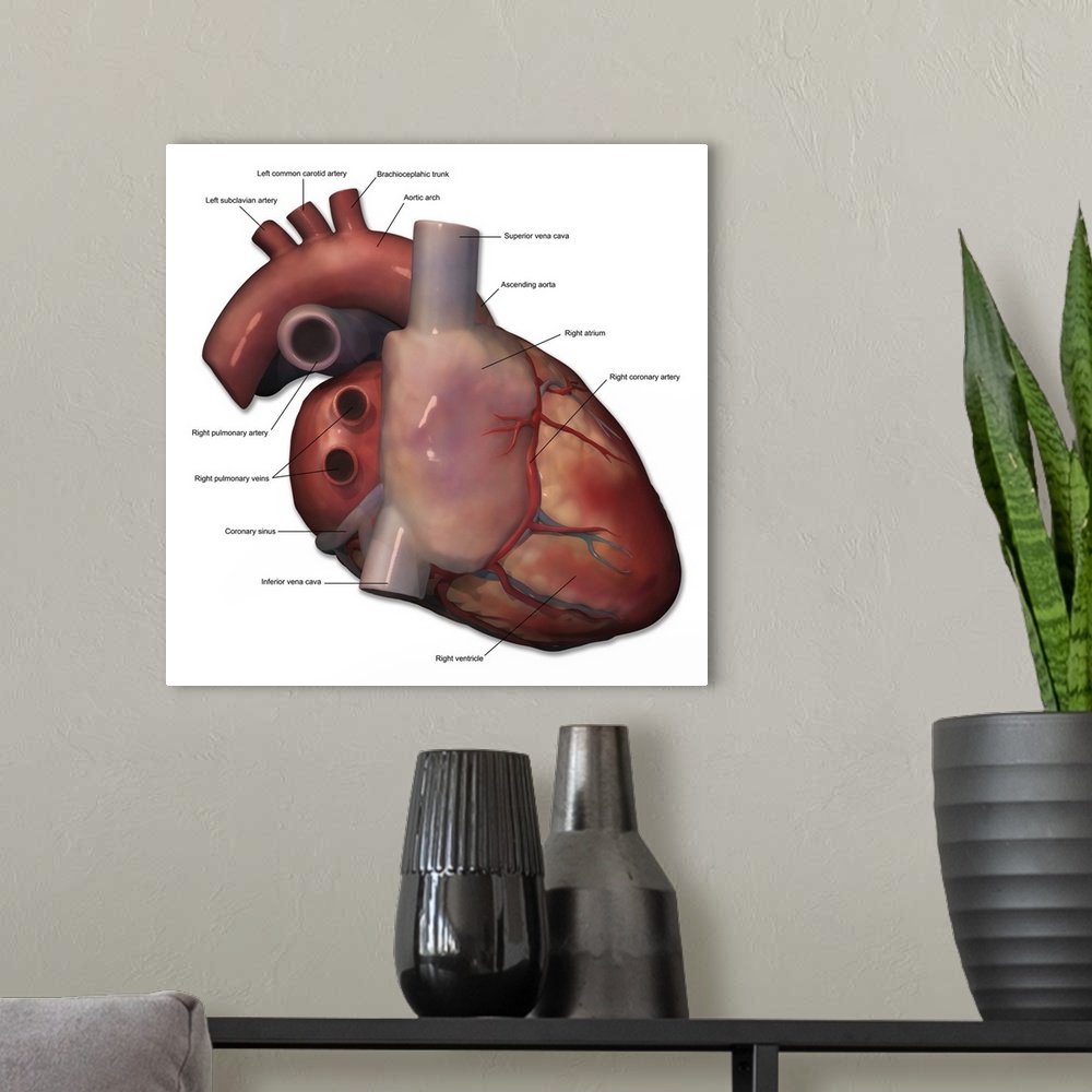 A modern room featuring Right lateral view of human heart anatomy with annotations.