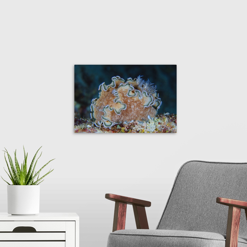 A modern room featuring Ruffled nudibranch on coral, Solomons.