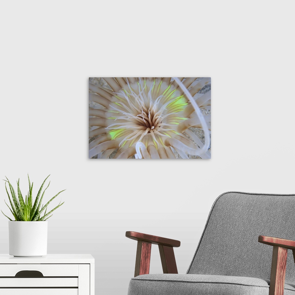 A modern room featuring Sand Anemone with flurescent green coloring, Bonaire, Caribbean Netherlands.