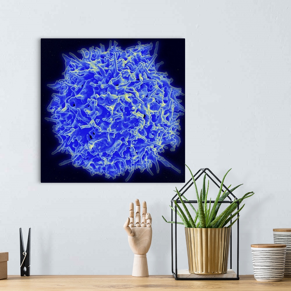 A bohemian room featuring Scanning electron micrograph of a human T lymphocyte (also called a T cell) from the immune syste...