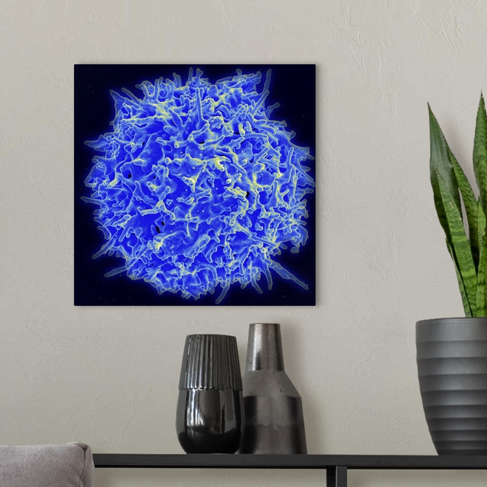 A modern room featuring Scanning electron micrograph of a human T lymphocyte (also called a T cell) from the immune syste...