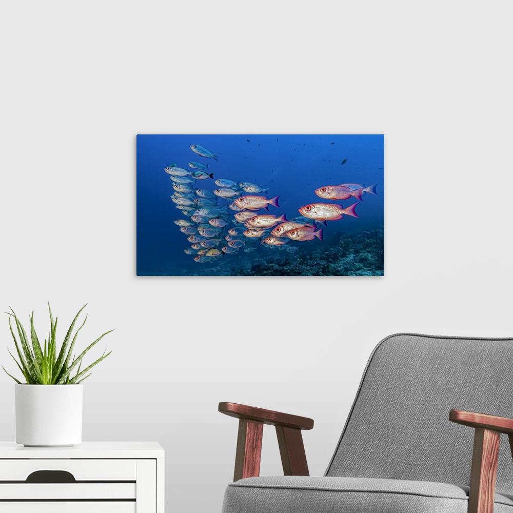 A modern room featuring School of crescent-tail bigeye (Priacanthus hamrur) in Raja Ampat, Indonesia.  A few stray fish a...