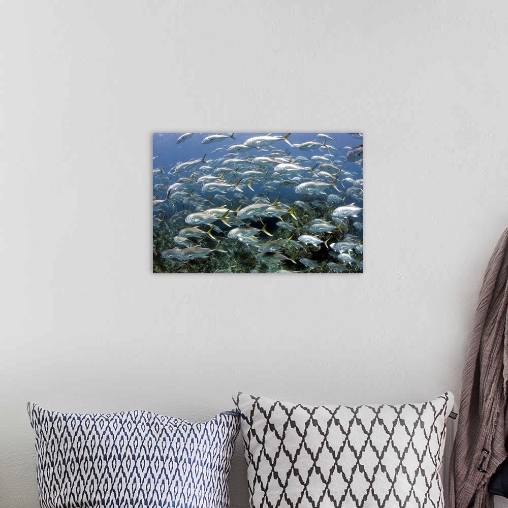 A bohemian room featuring Schooling Crevalle Jacks on Caribbean reef.