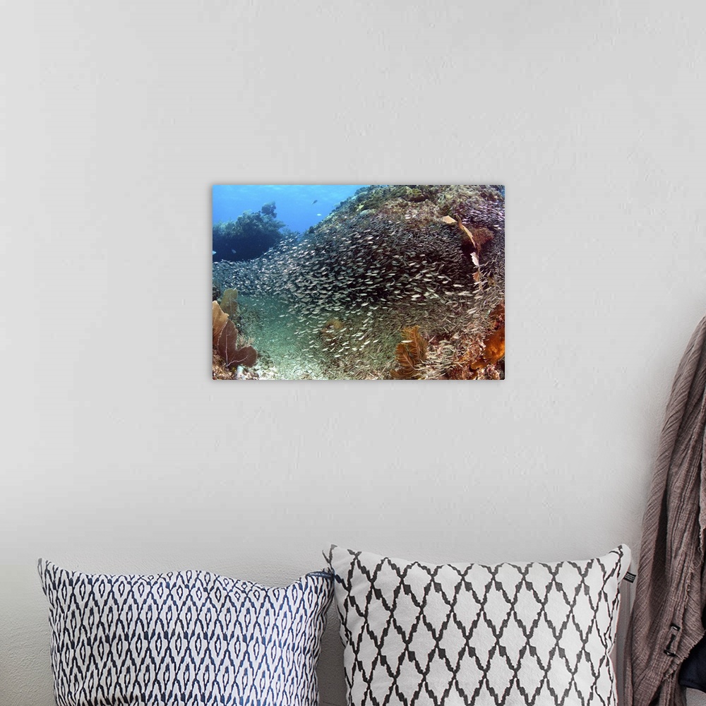 A bohemian room featuring Schooling silversides on Caribbean reef.