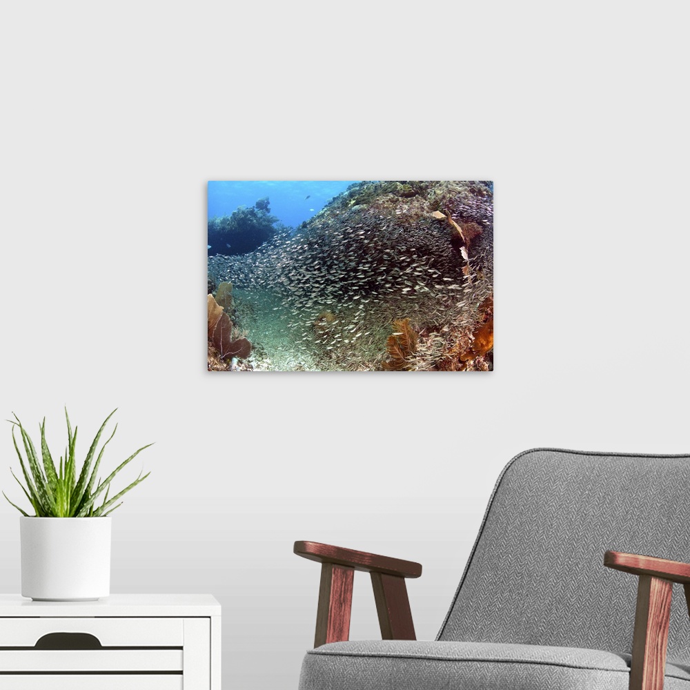 A modern room featuring Schooling silversides on Caribbean reef.