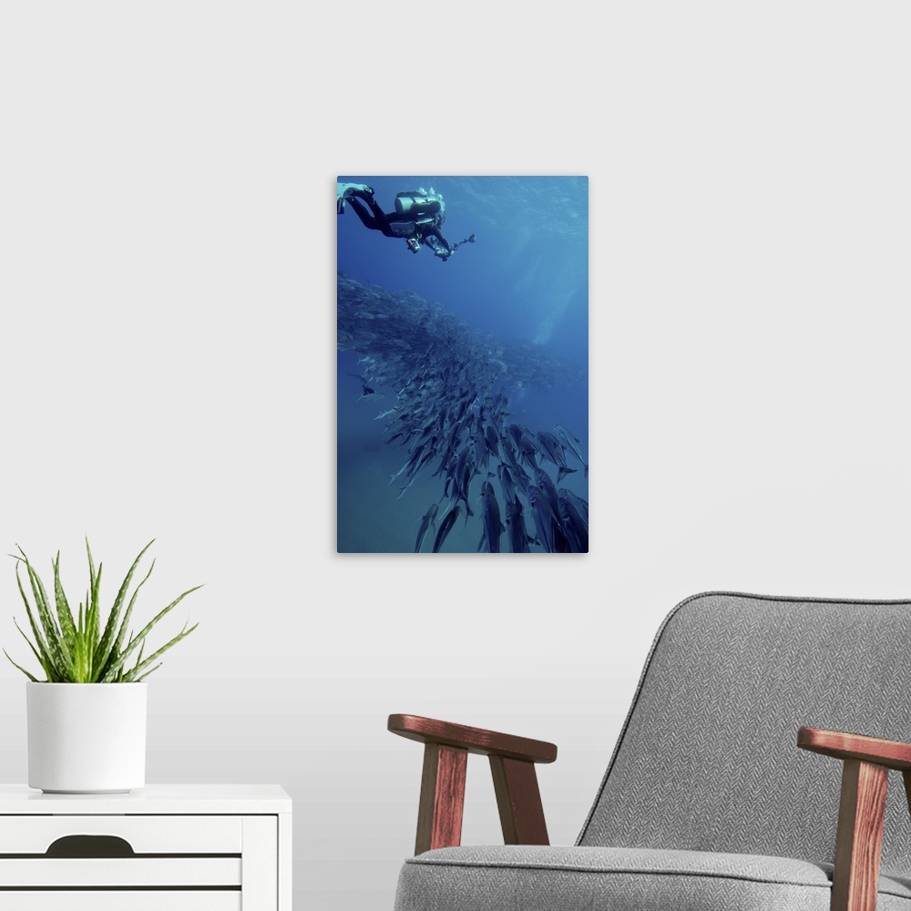 A modern room featuring Scuba diver swimming over a massive school of jack fish.