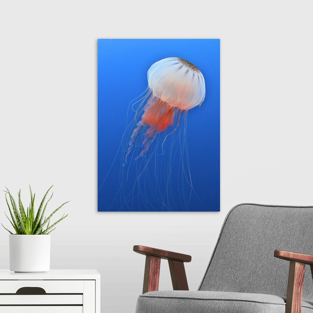 A modern room featuring Sea nettle is host to a small shrimp in the Atlantic Ocean off the coast of North Carolina.