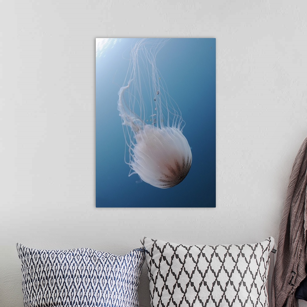 A bohemian room featuring Sea Nettle Jellyfish in Atlantic Ocean.