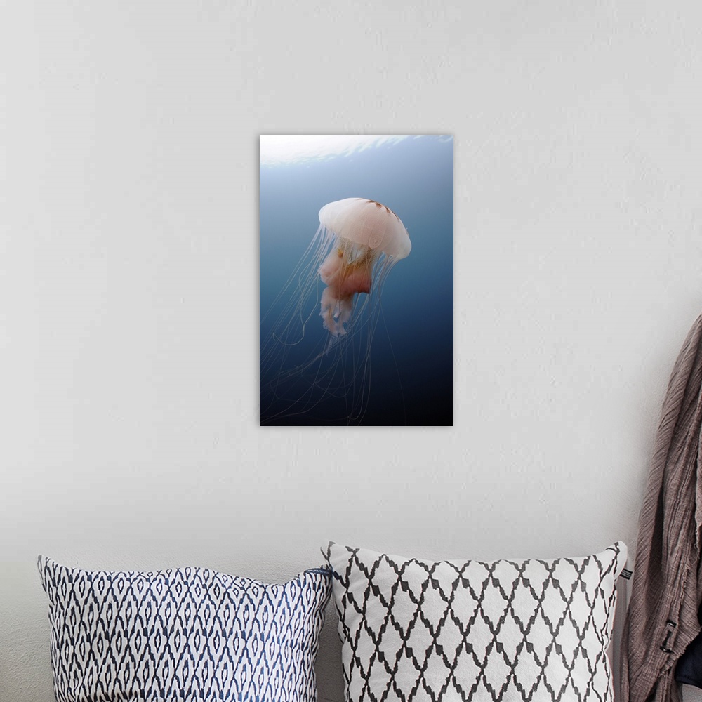 A bohemian room featuring Sea Nettle Jellyfish in Atlantic Ocean.