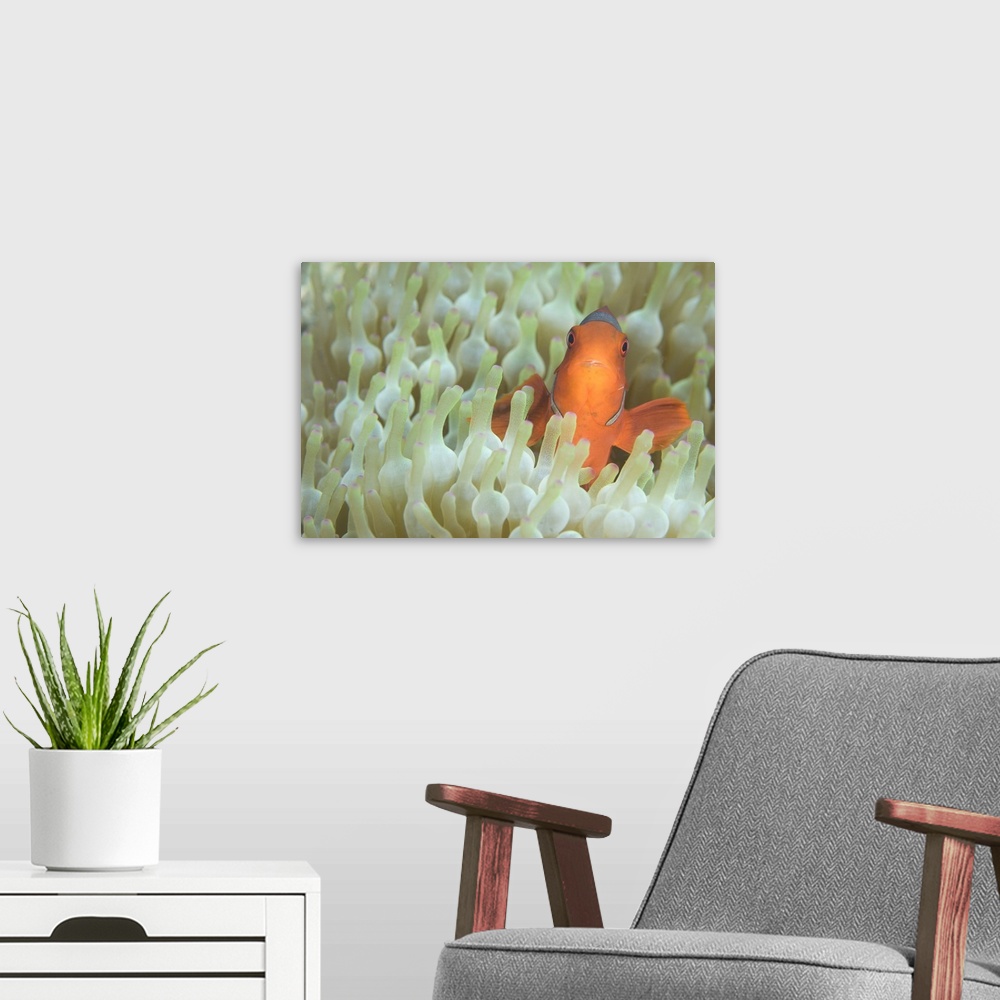 A modern room featuring Spinecheek anemonefish in anemone, Papua New Guinea.