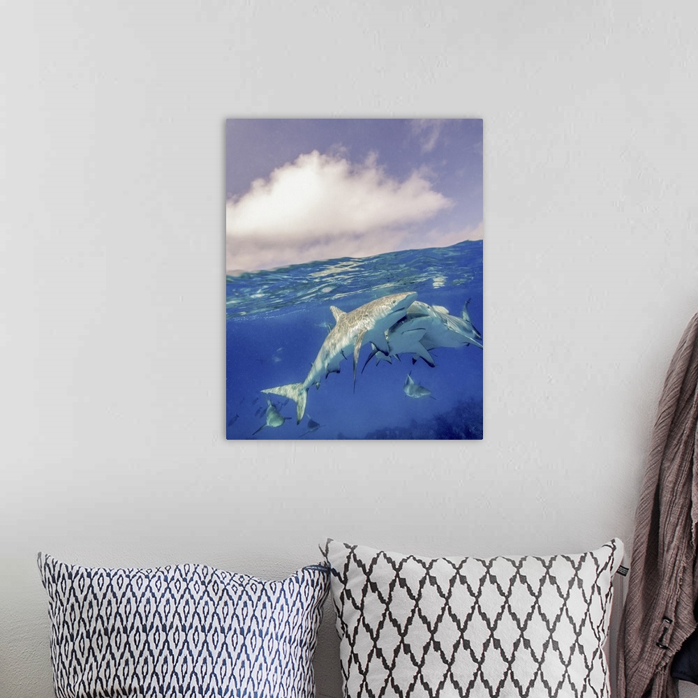 A bohemian room featuring Split level view of three reef sharks, Tiger Beach, Bahamas.