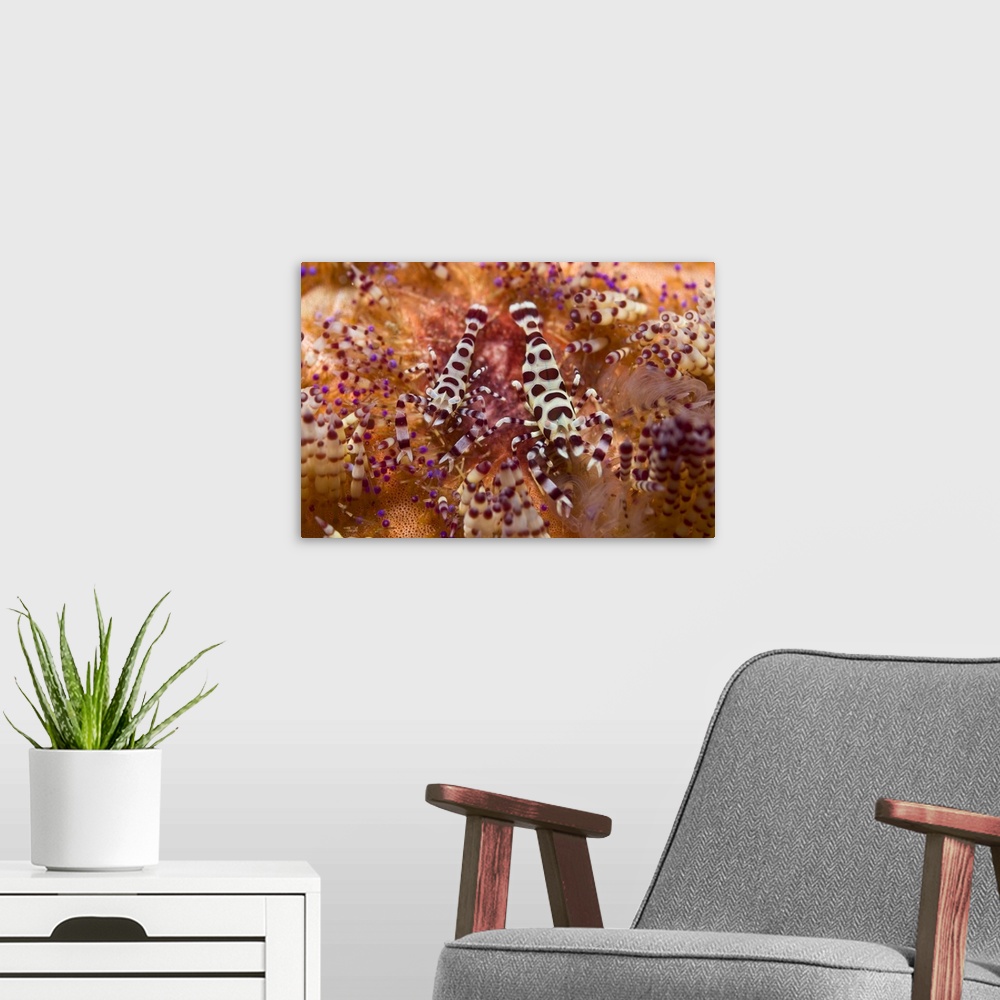 A modern room featuring Spotted Periclimenes colemani shrimp on fire coral.