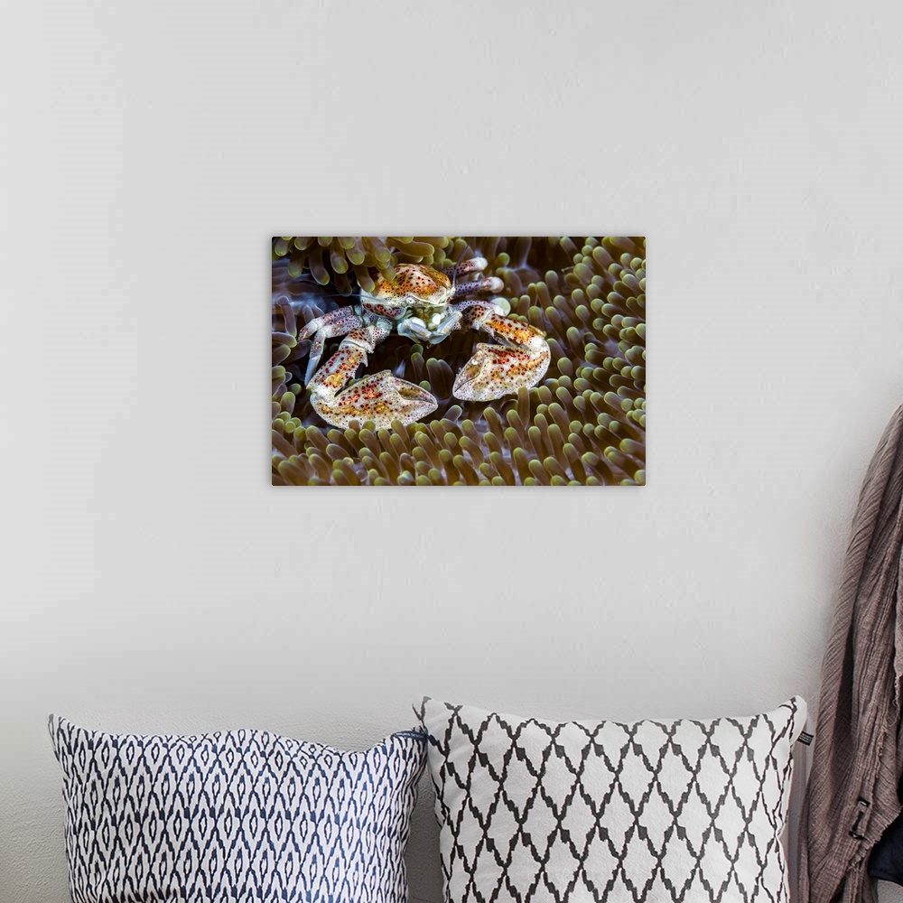 A bohemian room featuring Spotted porcelain crab, New Ireland, Papua New Guinea.