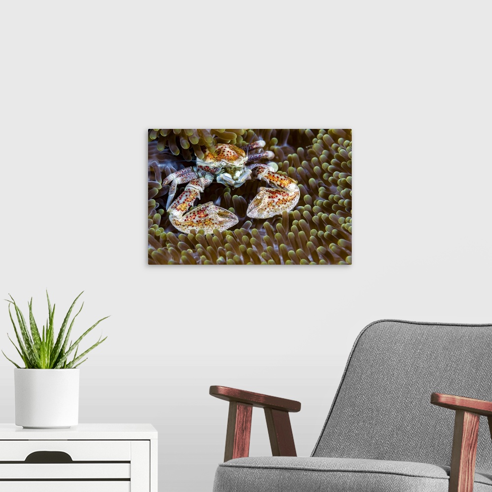 A modern room featuring Spotted porcelain crab, New Ireland, Papua New Guinea.