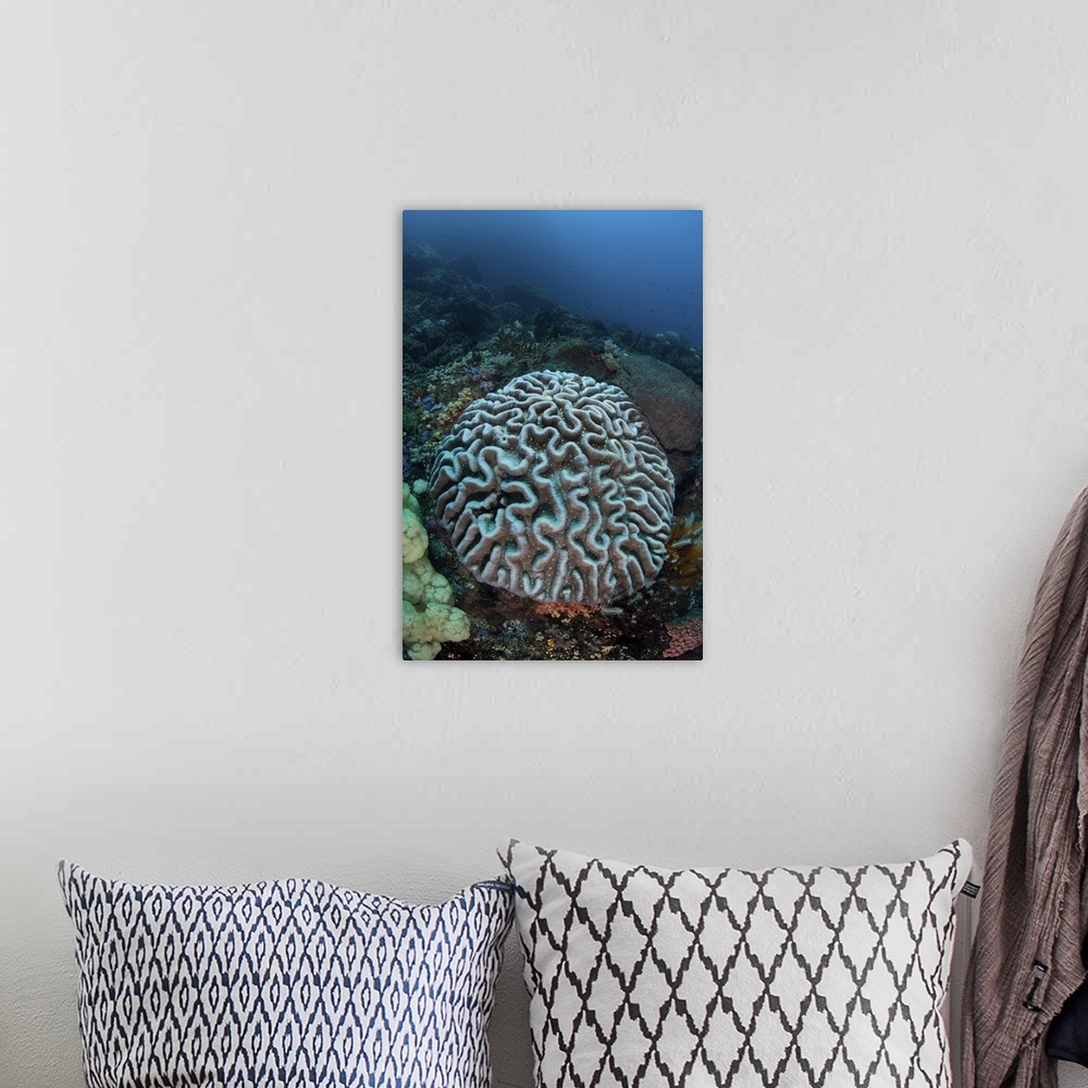 A bohemian room featuring Stony coral on a reef in Sulawesi, Indonesia.
